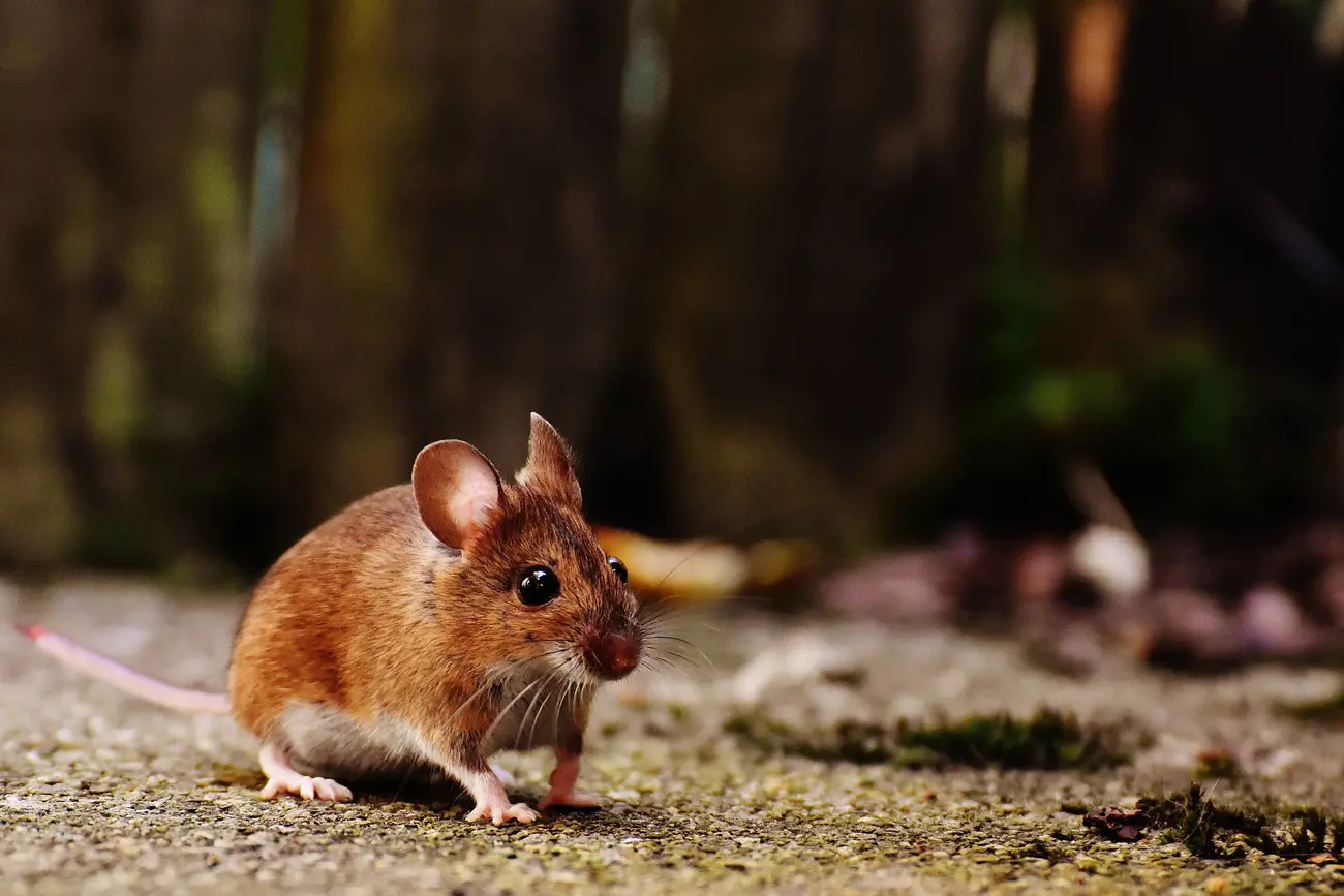 A mouse standing on the edge of a driveway