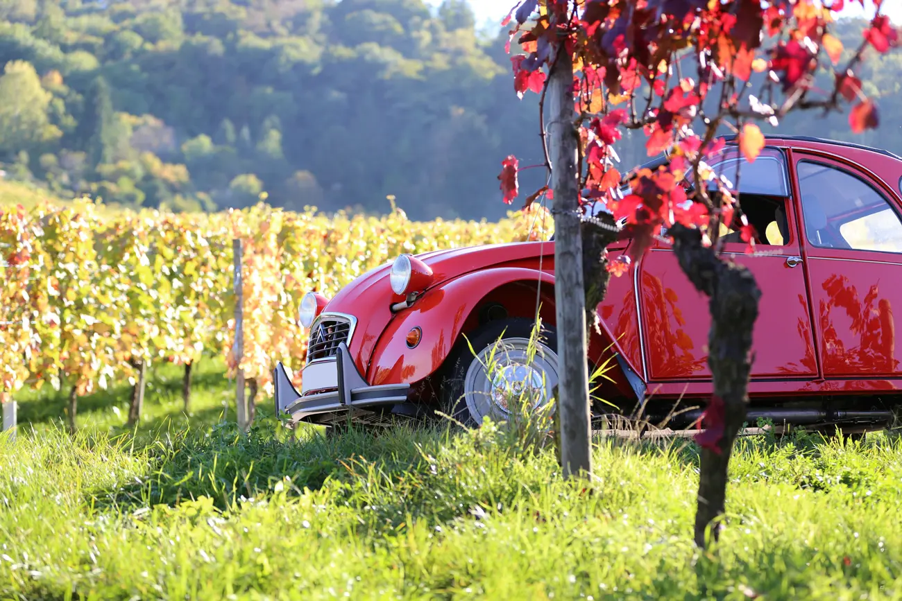 A red Citroen CV parked next to a tree in a French vineyard on a sunny evening