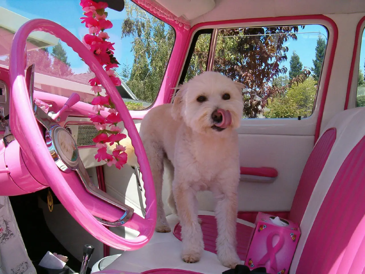 A pink and cream interior of a classic campervan with a dog standing on the front bench