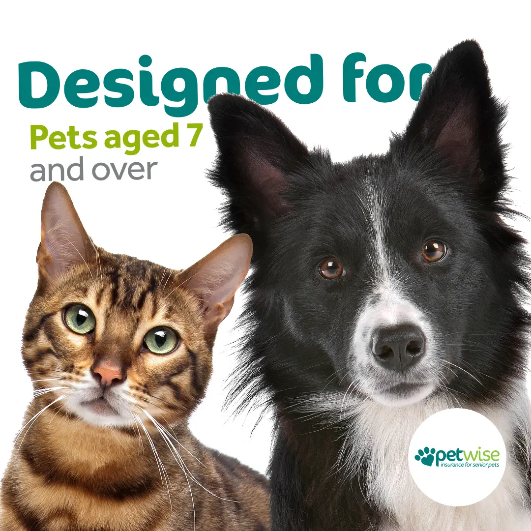 Older Pet Insurance