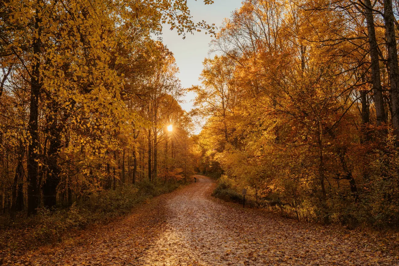 Autumn road