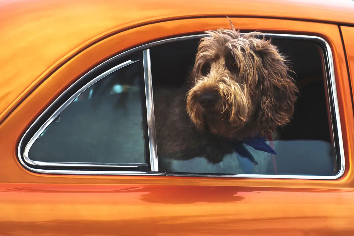 A dog looking out of the back window of a classic car