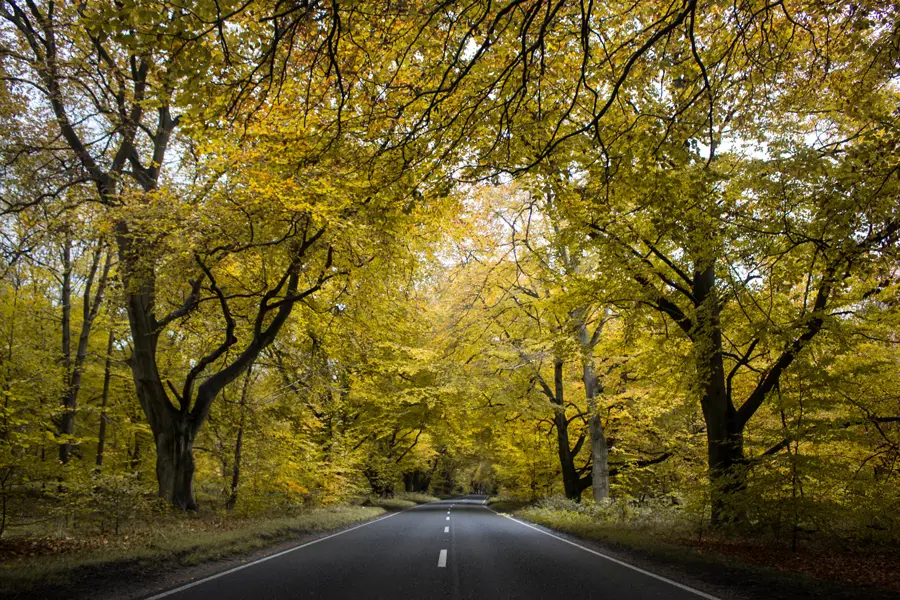 A straight, flat road stretching into a thick forest