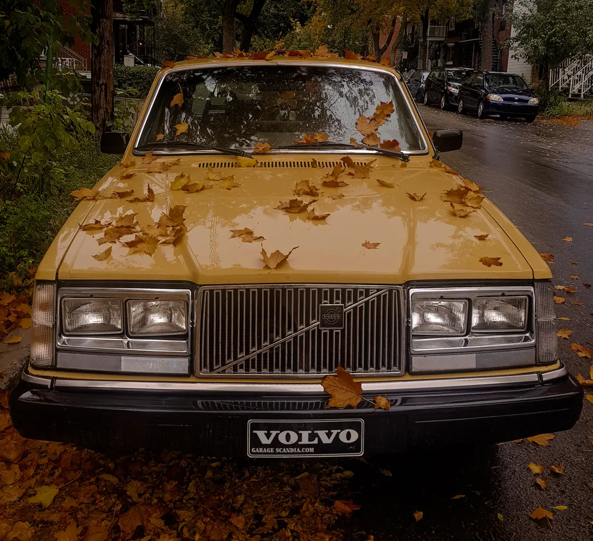 A yellow Volvo 262c parked on a driveway covered in brown leaves