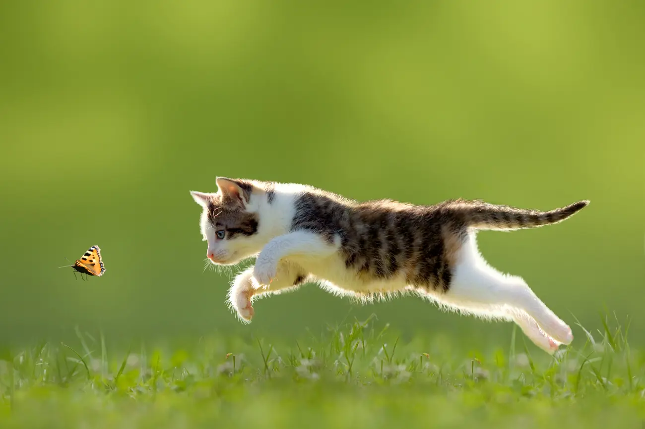 A kitten chasing a butterfly across a grassy garden