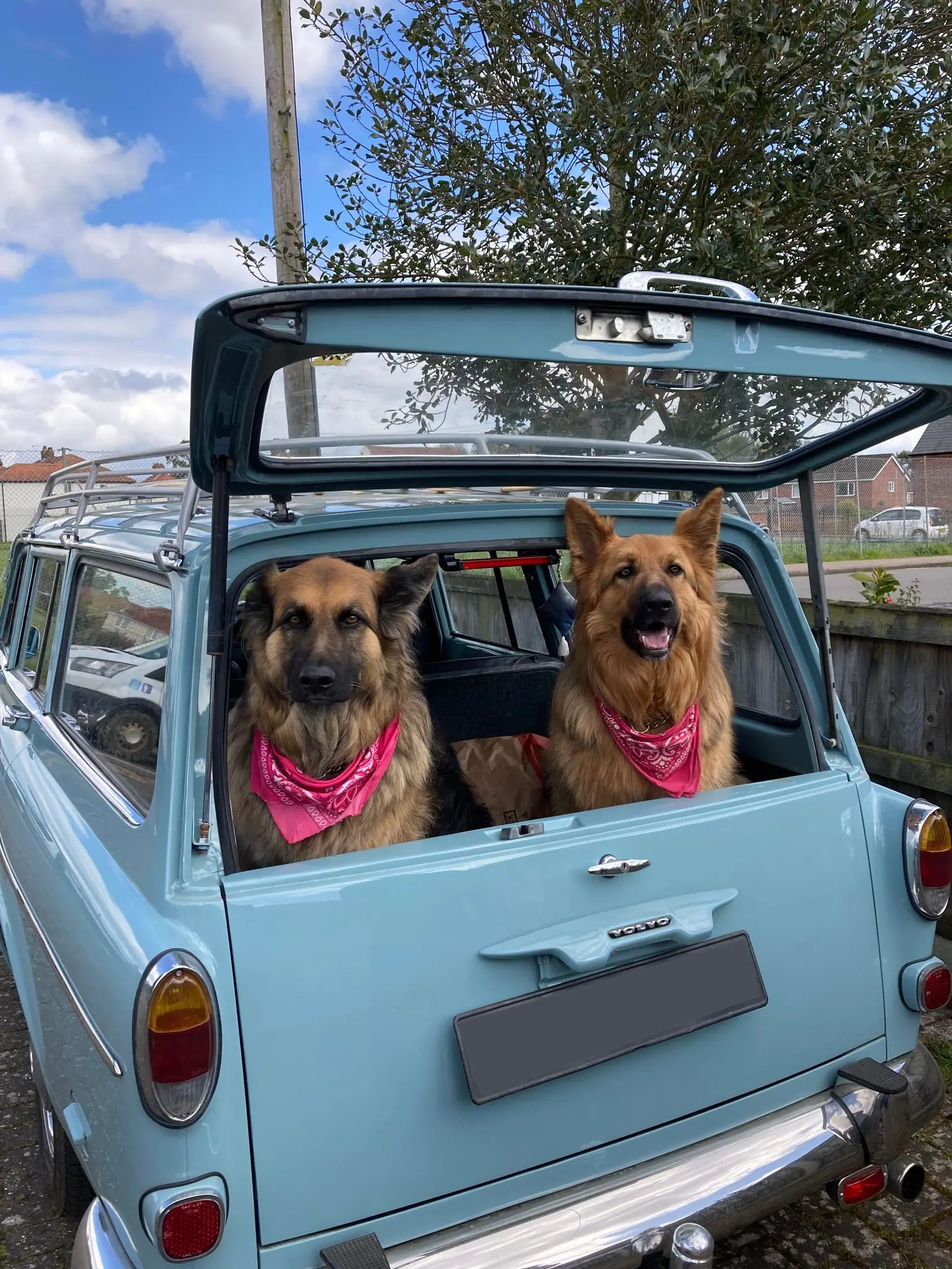 Dogs in car