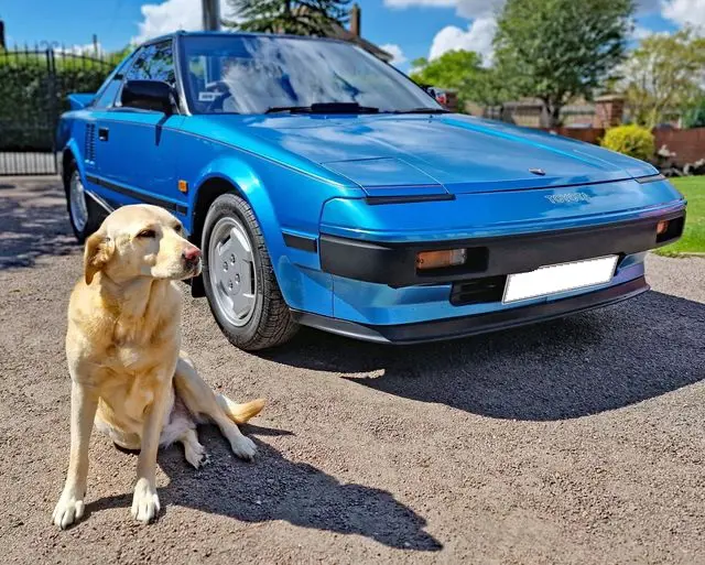 Car and dog