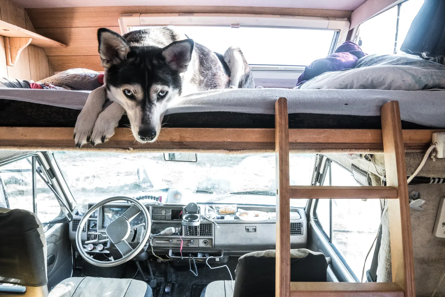 dog laying on a bed in a campervan