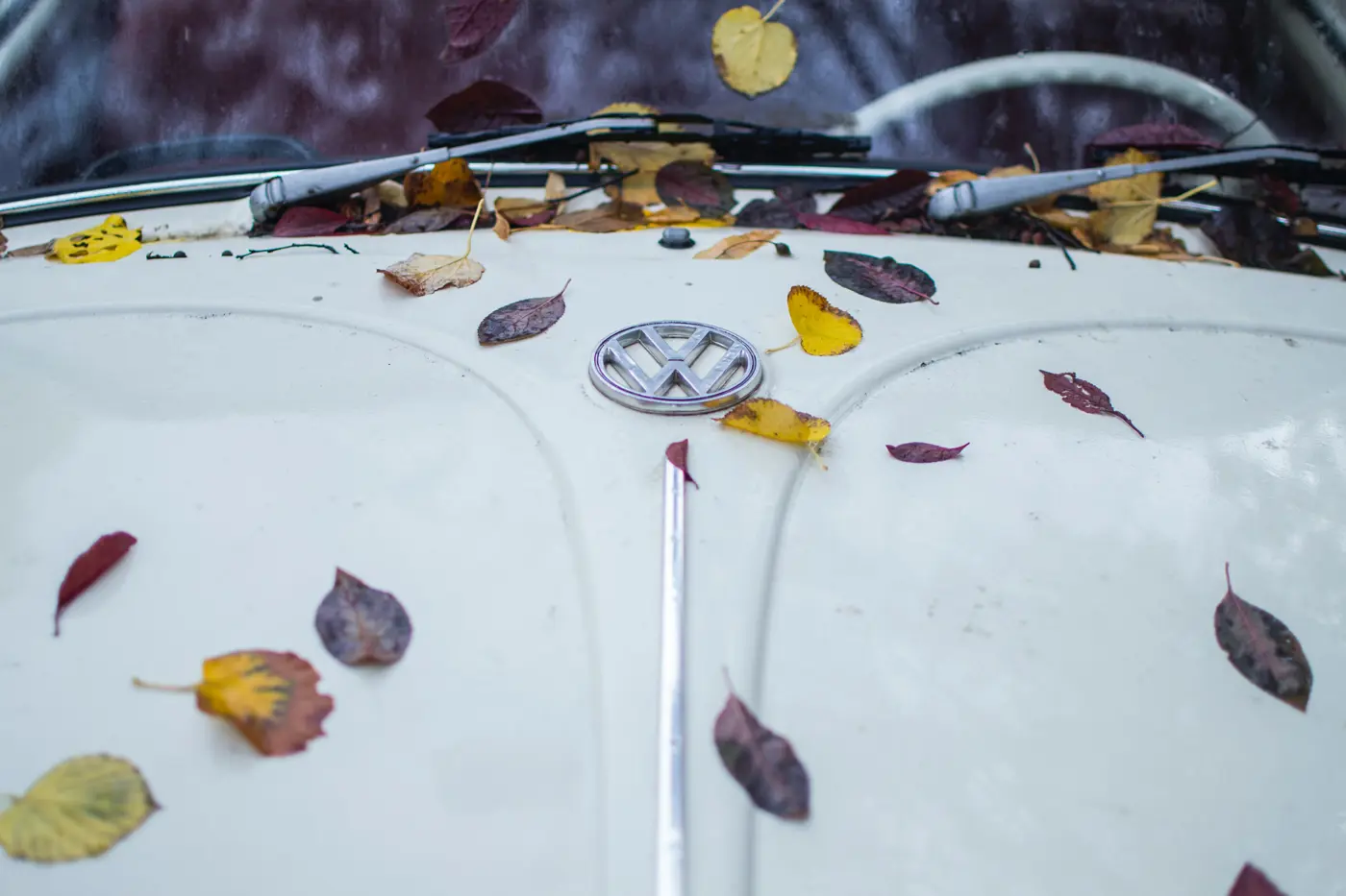 A white VW Beetle bonnet with autumn leaves scattered over it